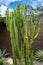 Candelabra tree Euphorbia ingens, native to Africa - Florida, USA