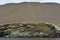 Candelabrum, Ballestas islands, Peru