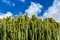Candelabrum spurge (Euphorbia candelabrum) cactus in cactus garden