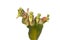 Candelilla, Tall slipper plant or Slipper spurge bloom isolated on white background.