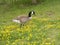 Candian Goose in Yellow Flowers