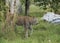 Candian lynx in captivity