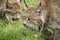 Candian lynx in captivity