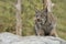 Candian lynx in captivity