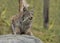 Candian lynx in captivity