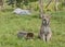 Candian lynx in captivity