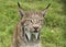 Candian lynx in captivity