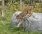 Candian lynx in captivity