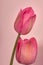 Candid head of pink tulips