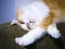 Candid photo Persian half-cat is sleeping