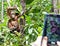 Candid pose of an Orang Utan and a tourist phone camera