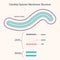 Candida species membrane structure