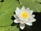 Candida waterlily / Nymphaea candida, Nymphaea alba subsp. candida / Dwarf White Water Lily, Small White Water Lily