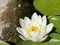 Candida waterlily / Nymphaea candida, Nymphaea alba subsp. candida / Dwarf White Water Lily, Small White Water Lily