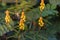 Candle bush flowers in the plantation . Beautiful Senna alata plant.Also known as emperor`s candlesticks,candle bush.