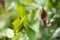 Candle flower in the foreground. Scientific name Aristolochia baetica