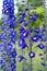 Candle larkspur, Delphinium elatum