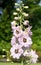 Candle larkspur, Delphinium elatum