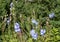 Candle larkspur, Delphinium elatum, in Vail Village, Colorado.