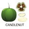 Candle nut