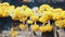 Candle smoke and yellow flowers at temple In Bangkok.