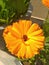 Candula Marigold Bright yellow and orange flowers, historically used for medicinal