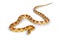 Candy Cane corn snake on white background