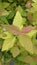 Candy corn Spiraea japanica colorful leaves plant