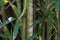 Candy stripe bamboo Himalayacalamus falconer  1