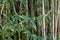 Candy stripe bamboo Himalayacalamus falconer  2