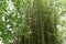 Candy stripe bamboo Himalayacalamus falconer  5