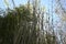Candy stripe bamboo Himalayacalamus falconer  6