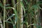 Candy stripe bamboo Himalayacalamus falconer  7