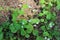 Candyflower bloom in shady woodland