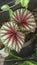 Candystripe begonia