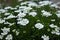 Candytuft in bloom after rain