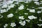 Candytuft in bloom after rain