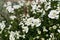 Candytuft flowers or blooming Iberis sempervirens close up