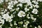 Candytuft flowers or blooming Iberis sempervirens close up