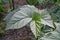 Cane Begonia Corallina de Lucerna plant with big green leaves and small white dots