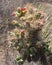 Cane Cholla Cactus with pink thorns and flowers