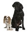 Cane corso and Cavalier king Charles dogs sitting