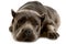 Cane Corso dog