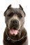 Cane Corso dog