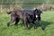 Cane Corso, a Dog Breed from Italy, Pair playing on Lawn