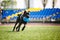 Cane Corso dog brings the flying disc