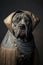 Cane corso dog in historical costume