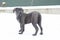 Cane corso dog puppy stand winter turn back