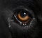 Cane corso eye