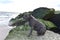Cane corso italian mastiff four year old  offshore
